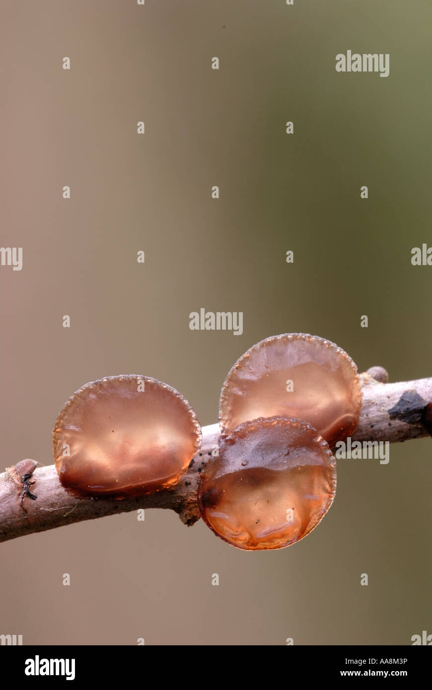 Sorcières Beurre Exidia glandulosa champignons sur la branche morte de saule, Pays de Galles, Royaume-Uni. Banque D'Images