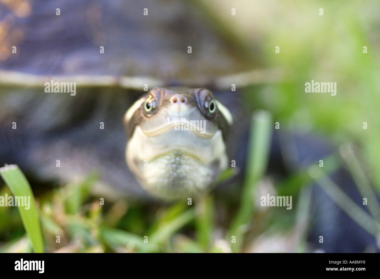 Gros plan d'une des tortues d'EAU DOUCE FACE BAPDA7100 Banque D'Images