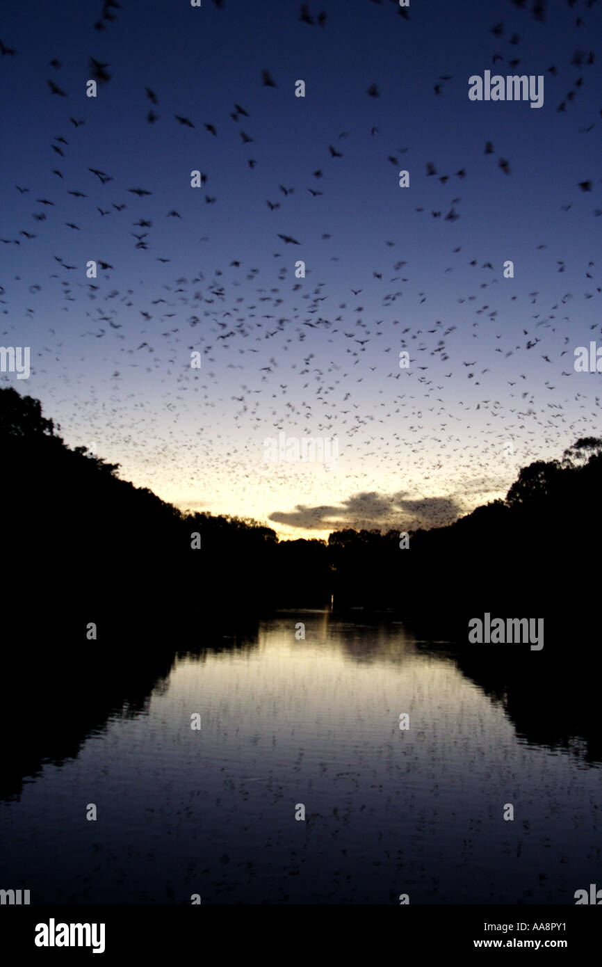 Un CALONY DE CHAUVE-SOURIS VOLANT DANS LE CIEL DU SOIR BAPDA7214 Banque D'Images