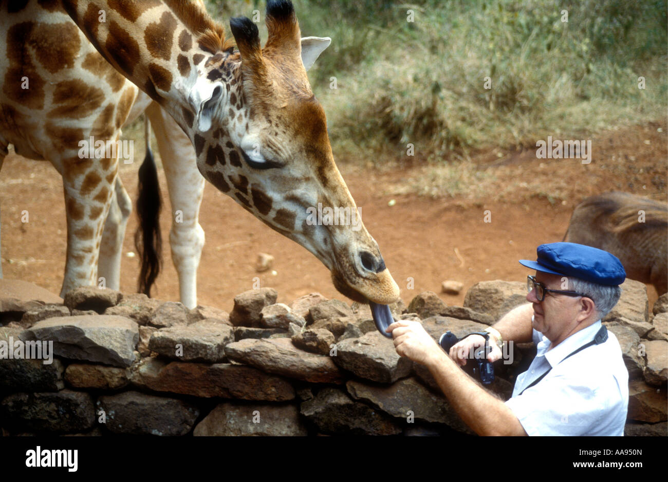 Girafe Rothschild s'être nourris par un homme au tourisme blanc Girafe Manor Nairobi Kenya Afrique de l'Est Banque D'Images