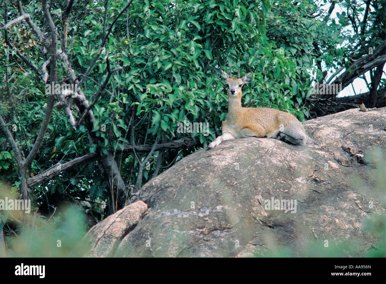 Klipspringer assis sur des rochers près de Lobo Wildlife Lodge Parc National de Serengeti en Tanzanie Banque D'Images