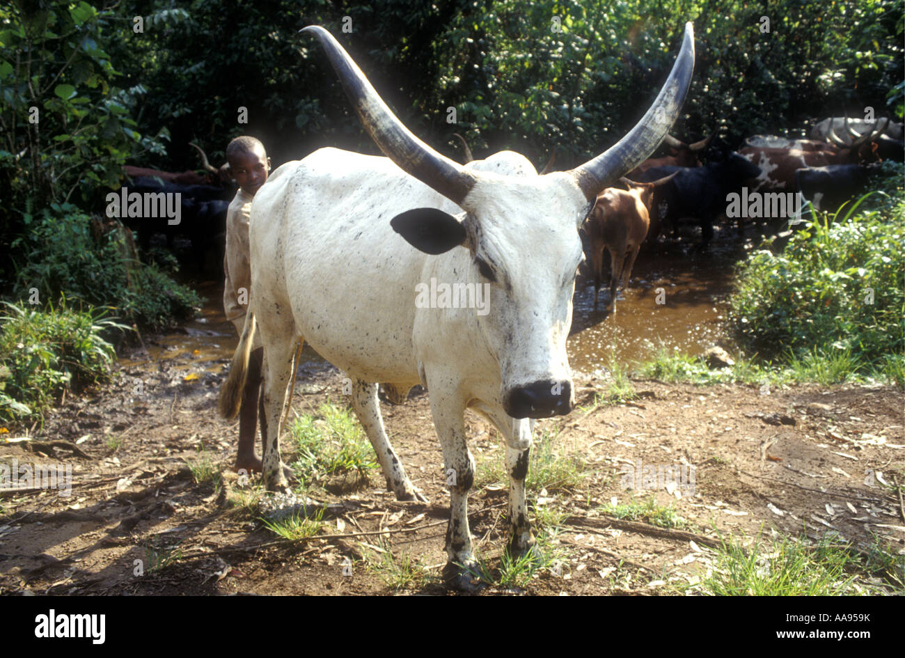 Jeunes bovins herder avec l'une de ses vaches Ankole avec cornes spectaculaires au sud-ouest de l'Ouganda Banque D'Images