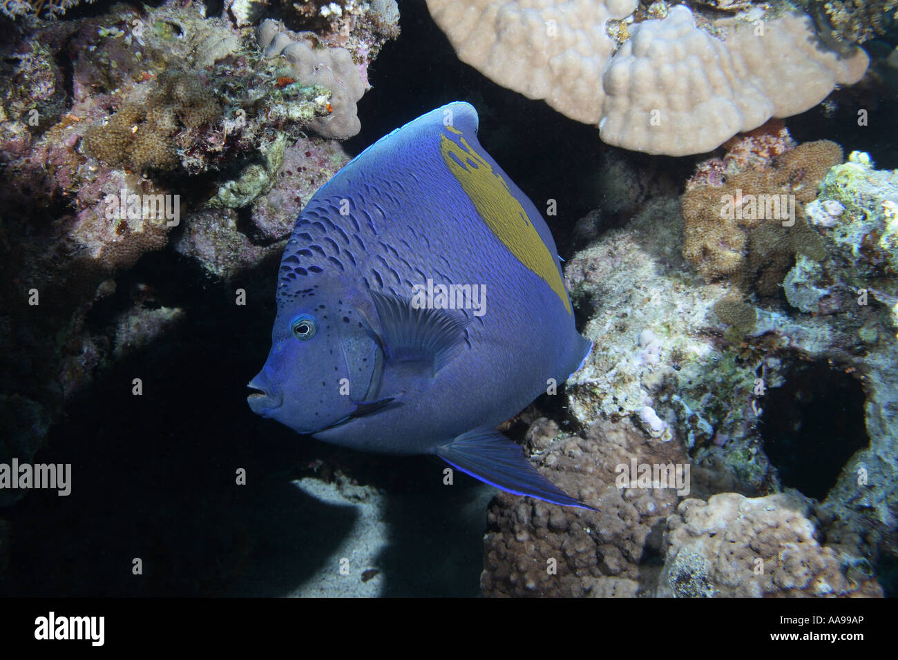 Angelfish Yellowbar Mer Rouge Banque D'Images