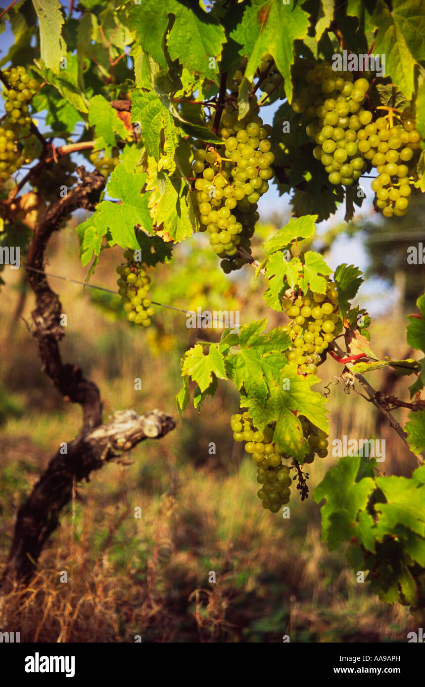 Au vignoble, les raisins Yearlstone Exe Valley, Bickleigh, Devon, Angleterre Banque D'Images