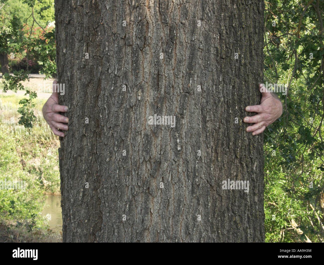 Arbre hugger Banque D'Images