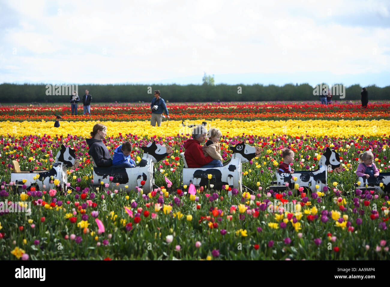Caisson en bois tulip festival Woodburn, Oregon. Banque D'Images