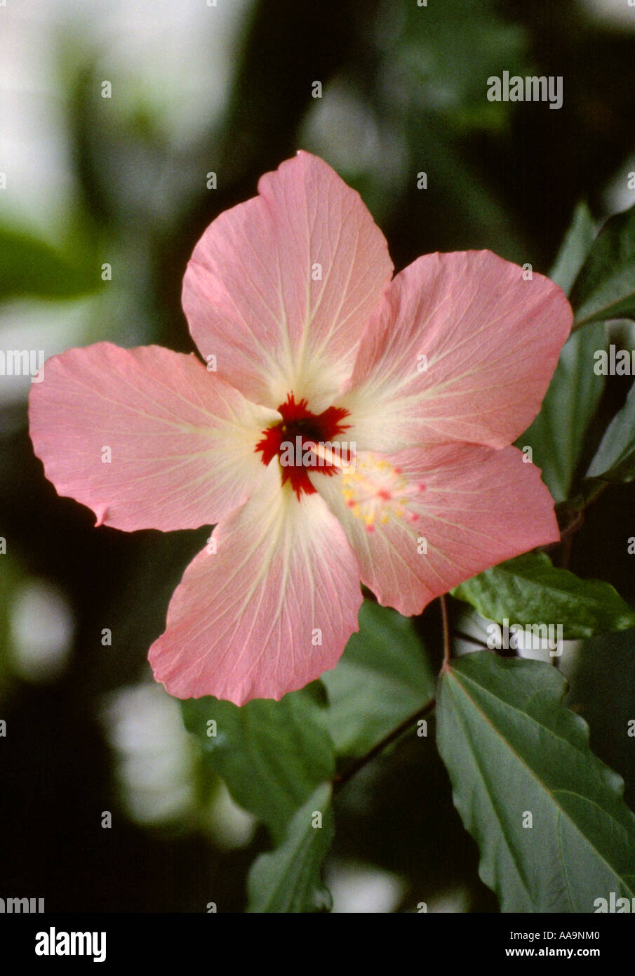 Hibiscus sinosyriacus Banque D'Images