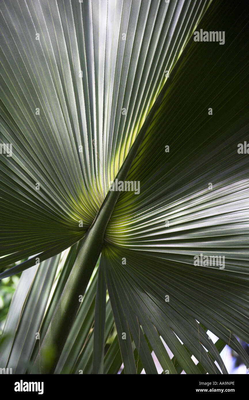 Chinois chinois Fan Palm, Palm, Palm Fontaine Fontaine, Serdang Palm, Livistona chinensis, Arecaceae, Palmae. Détail de la feuille. Banque D'Images