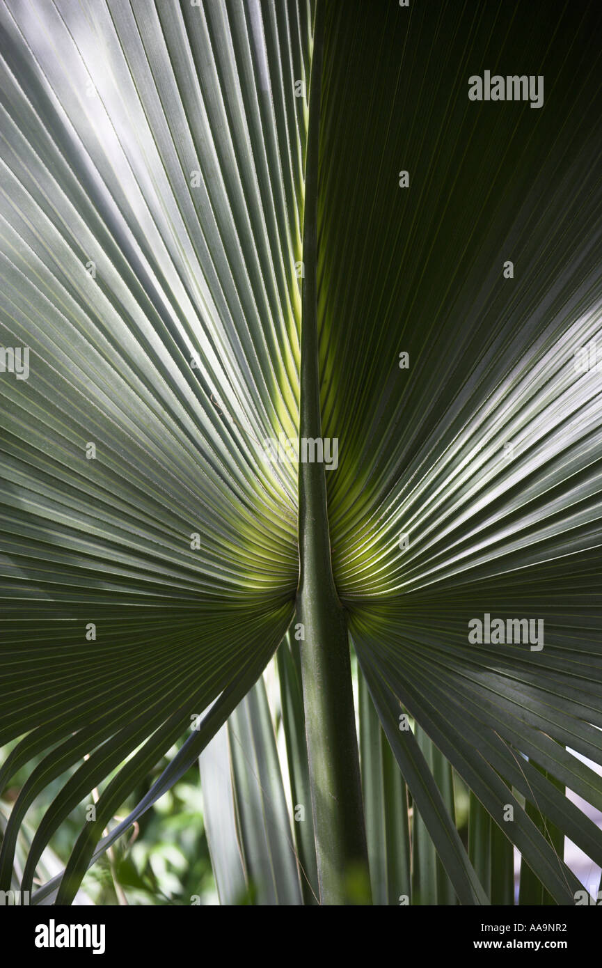 Chinois chinois Fan Palm, Palm, Palm Fontaine Fontaine, Serdang Palm, Livistona chinensis, Arecaceae, Palmae. Détail de la feuille. Banque D'Images