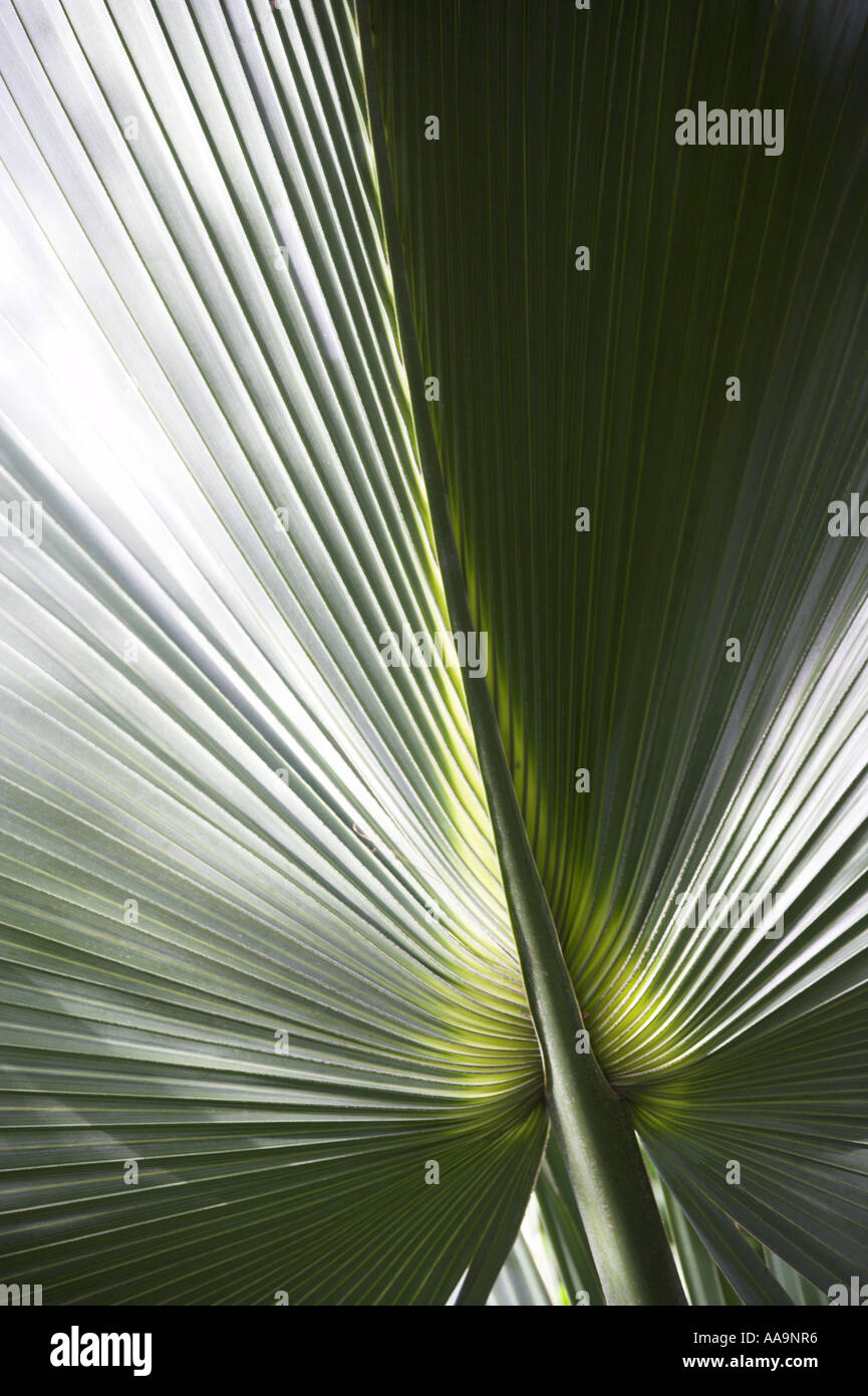 Chinois chinois Fan Palm, Palm, Palm Fontaine Fontaine, Serdang Palm, Livistona chinensis, Arecaceae, Palmae. Détail de la feuille. Banque D'Images