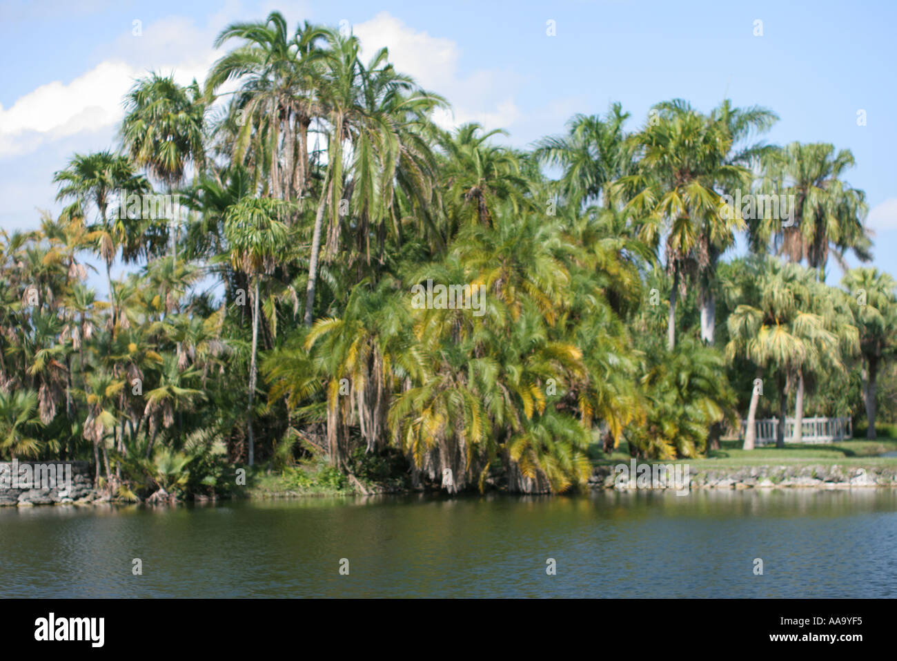 Floride, palmiers, lac, paysage, Banque D'Images