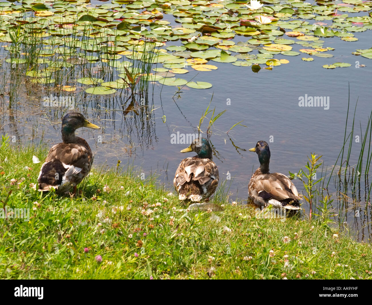 Trois canards au bord d'un étang Banque D'Images