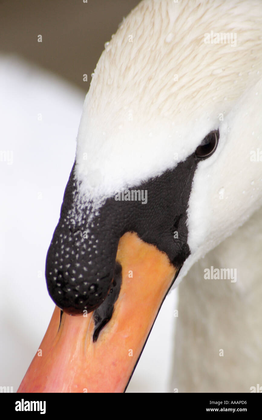 Cygne tuberculé Cygnus olor portrait UK Banque D'Images