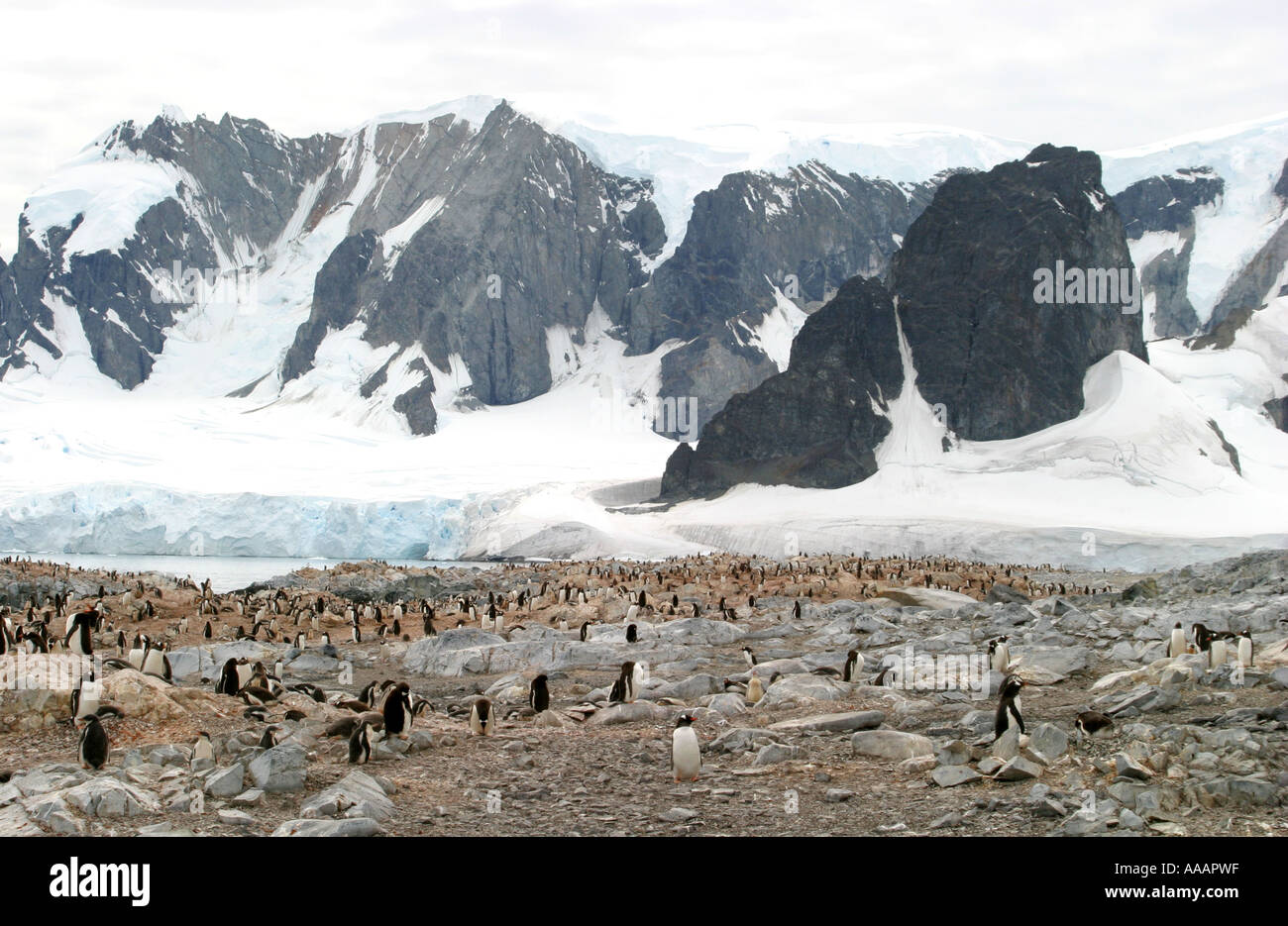 Importante colonie de pingouins Gentoo sur Culverville île au large de la côte ouest de la péninsule Antarctique Banque D'Images