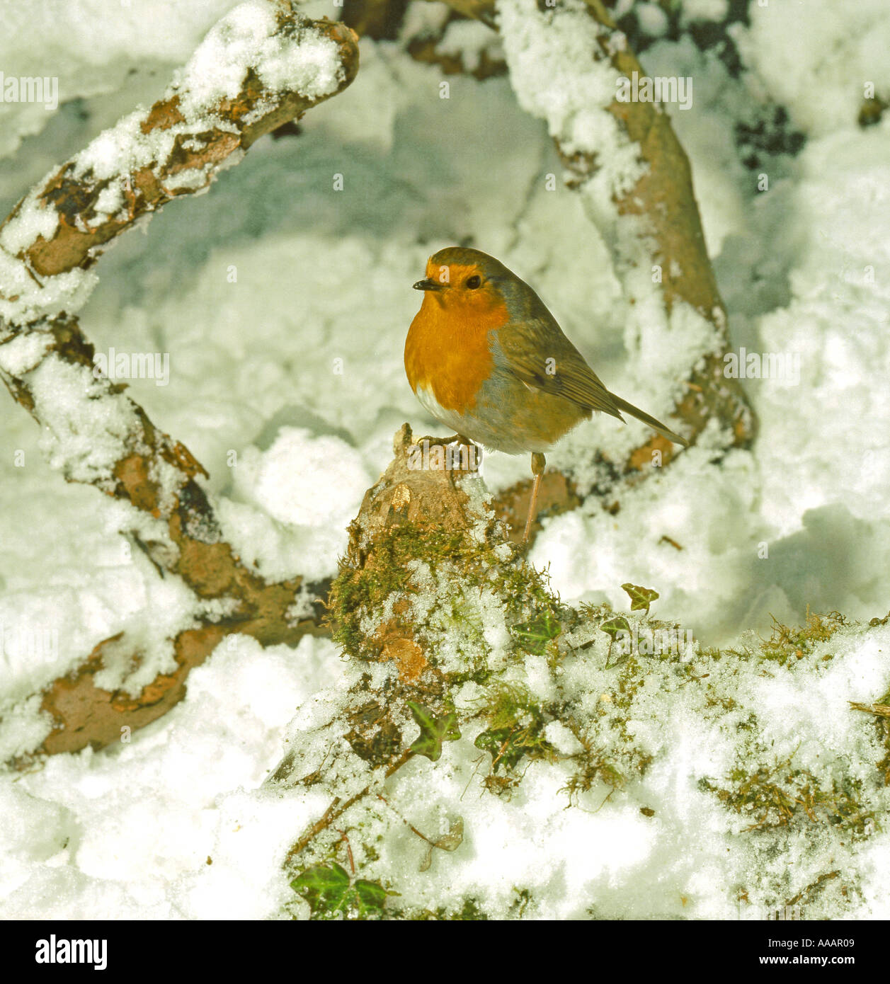 Robin perché. Des profils sur la perche dans la neige Hiver Angleterre Surrey Banque D'Images