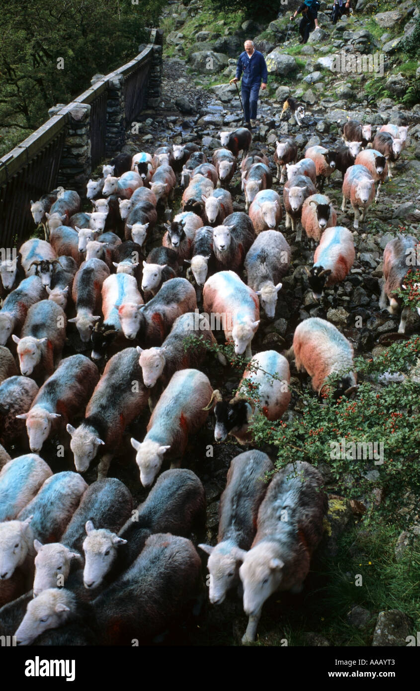 Droving moutons, Borrowdale, Lake District, Angleterre Banque D'Images