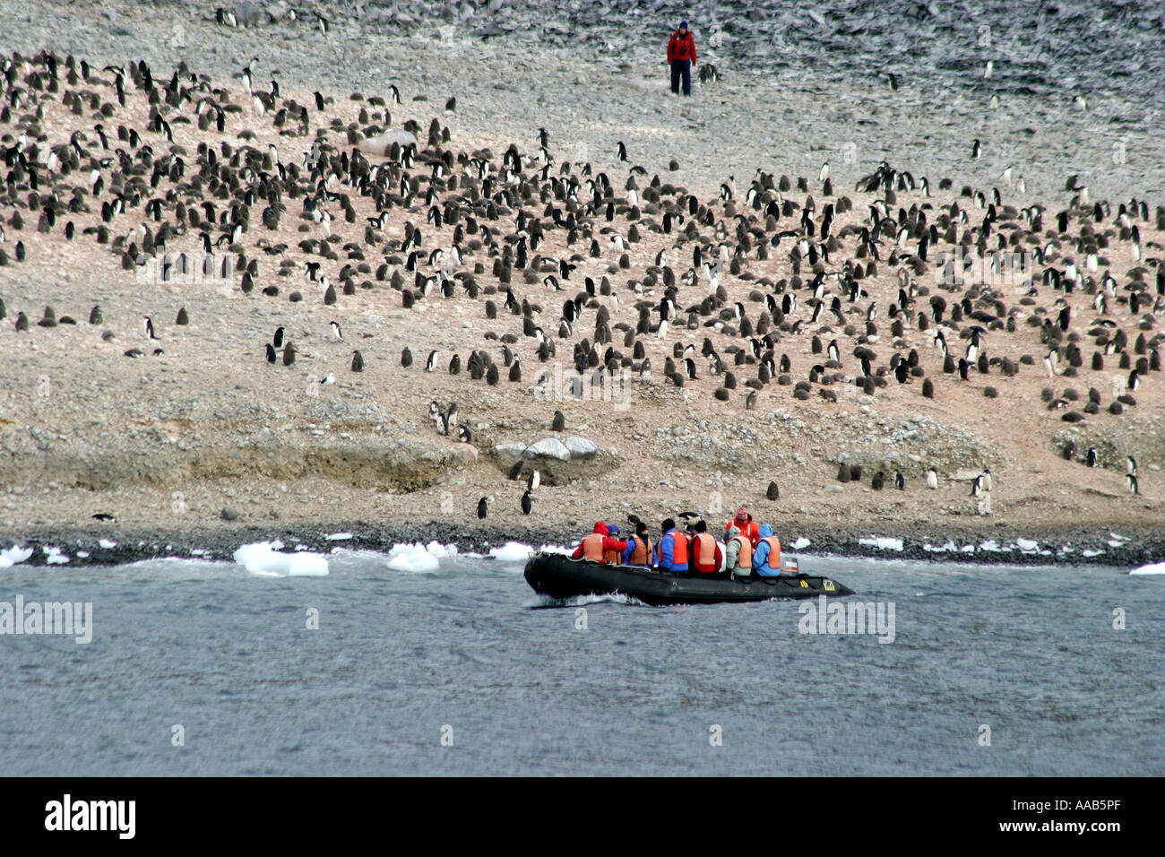 À seulement 2 km de diamètre, île Paulet, Antarctique péninsule est le lieu de nidification pour des centaines de milliers de manchots Adélie Banque D'Images