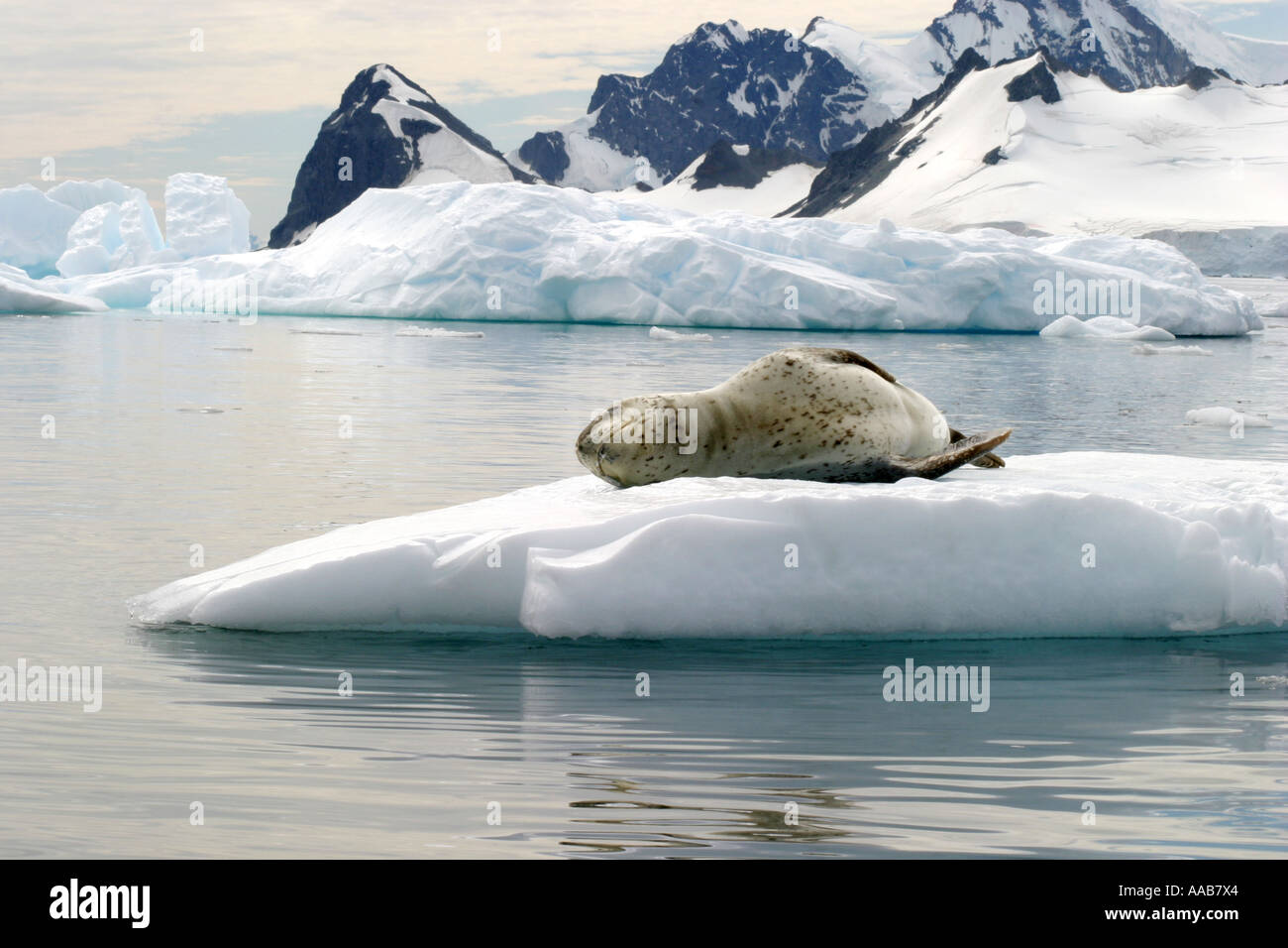 Leopard seal dormir sur Antarctic iceberg. Hydrurga leptonyx Banque D'Images