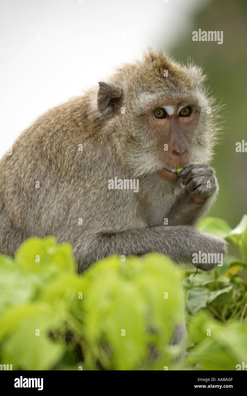 Monkey, Ulu Watu temple, Bali, Indonésie Banque D'Images