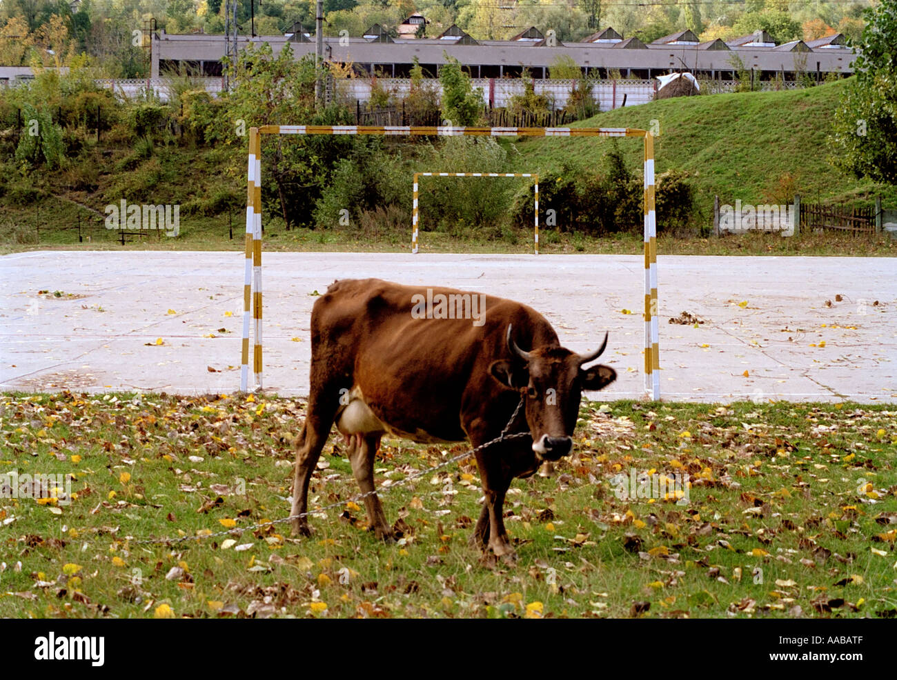 Vache et objectifs Banque D'Images