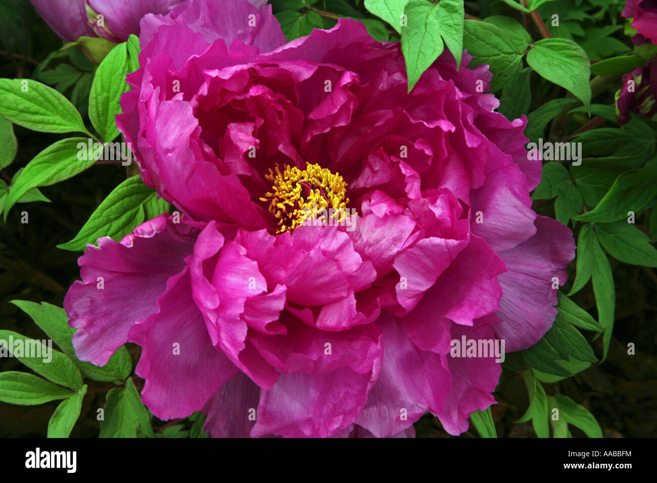 Paeonia Cardinal Vaughan Banque D'Images