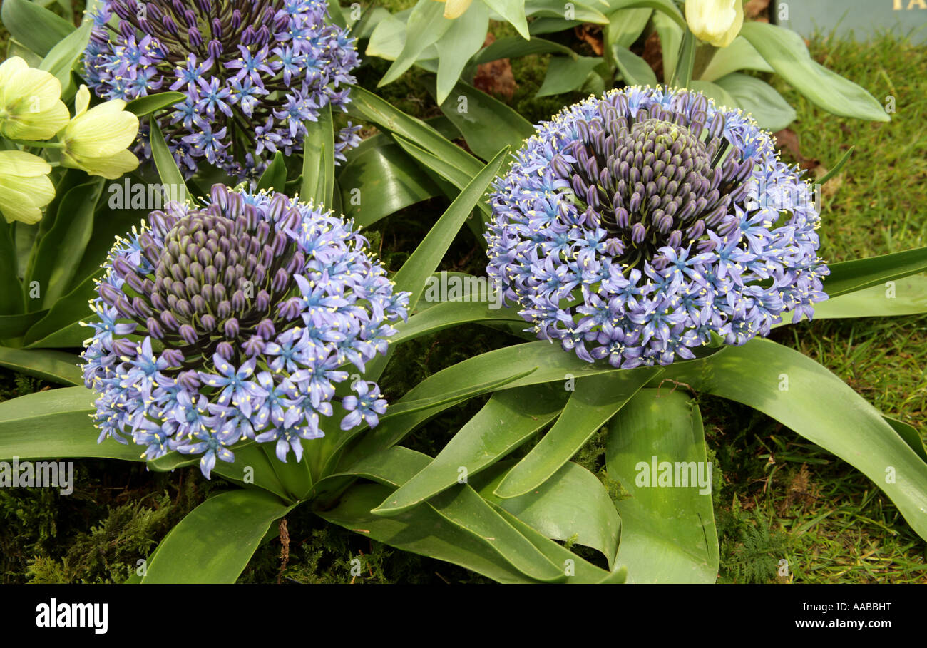 Scilla Peruviana ampoule à fleur de ressort Banque D'Images