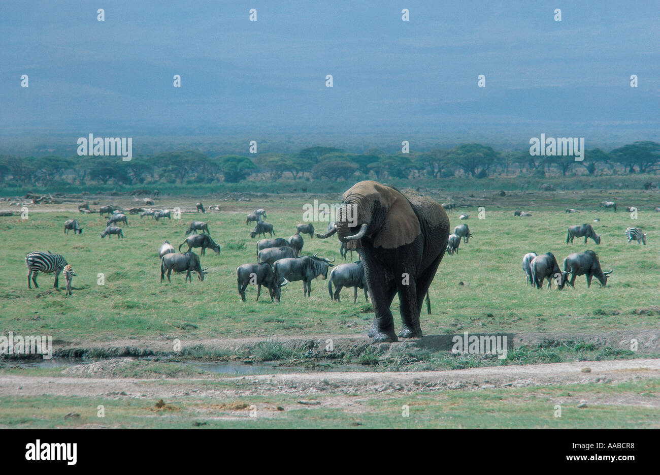 Point d'eau potable à un éléphant dans le Parc national Amboseli Kenya Afrique de l'Est des gnous et zèbres commun peut être vu Banque D'Images