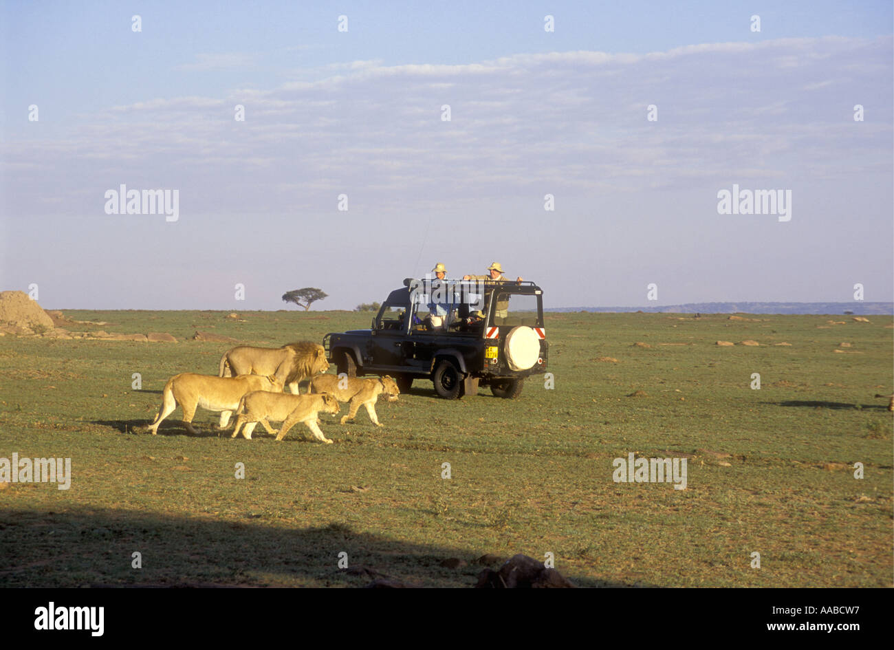 Ouvrez surmontée LandRover à proximité de lions de la réserve nationale de Masai Mara au Kenya Afrique de l'Est Banque D'Images