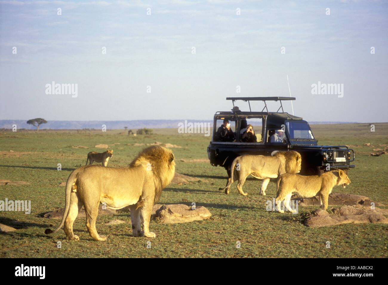 Ouvrez surmontée LandRover à proximité de lions de la réserve nationale de Masai Mara au Kenya Afrique de l'Est Banque D'Images