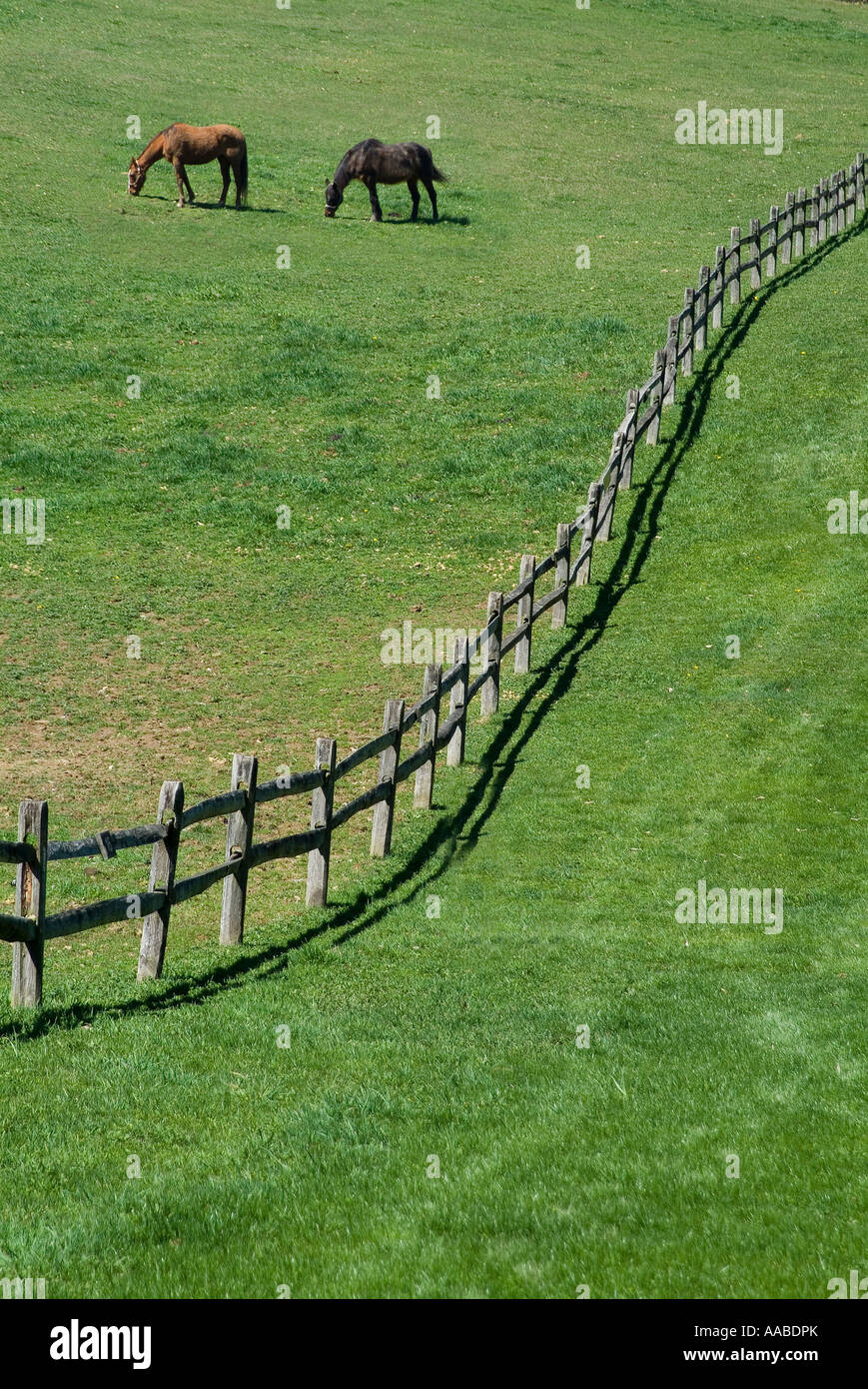 Les chevaux au pâturage dans Hill Terrain avec clôture en bois courbé, New York, USA Banque D'Images