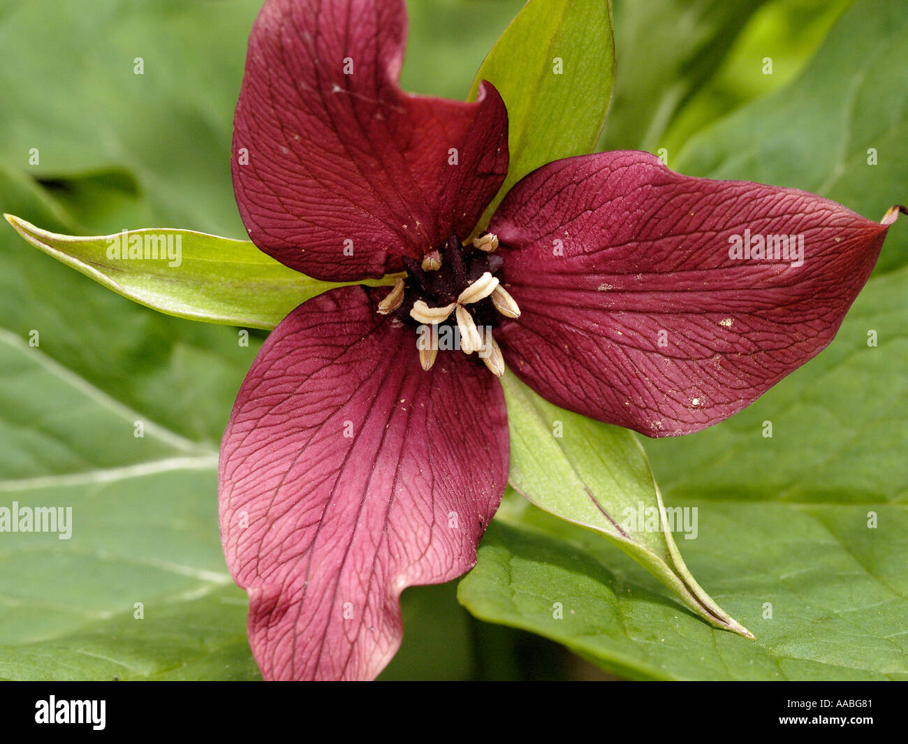 Trillium erectum Trillium violet sont un des plus communs est de Réseau Trillium Banque D'Images