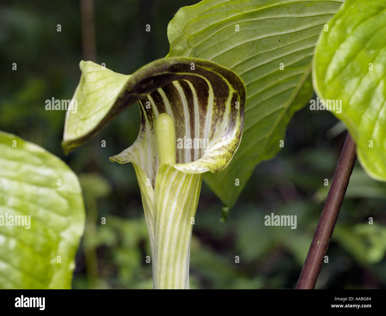 Jack in the pulpit Arisaema triphyllum ou navet indien est un disctinctive fleur exotiques à trouvés dans les boisés humides Banque D'Images