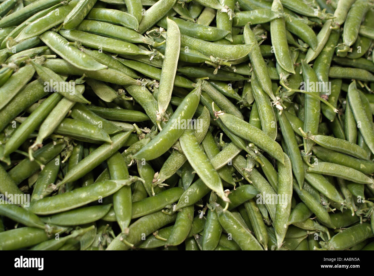 Les gousses de pois Close Up Banque D'Images