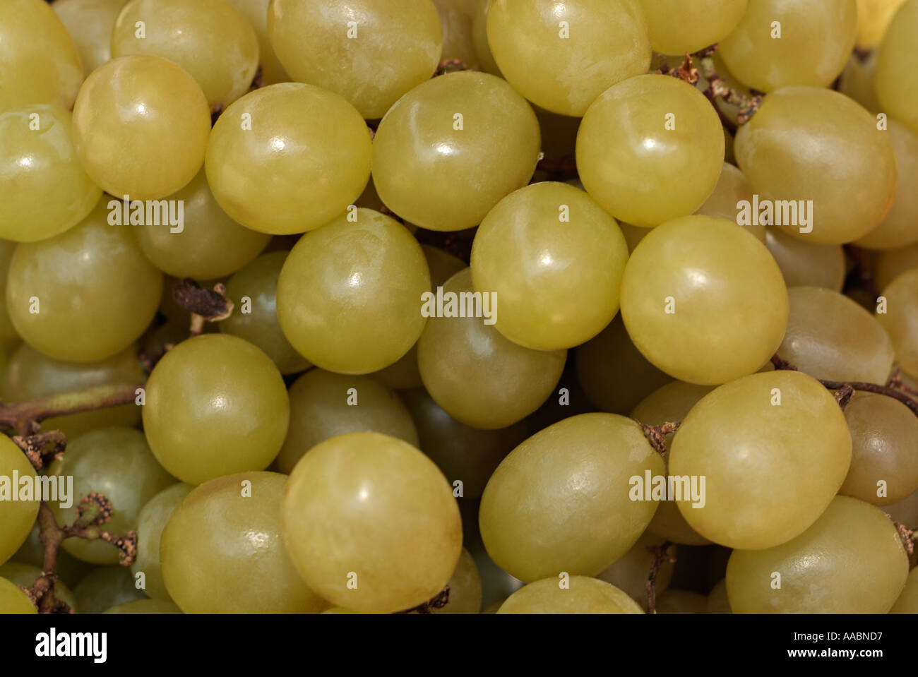 Grappe de raisins, Close up. Banque D'Images