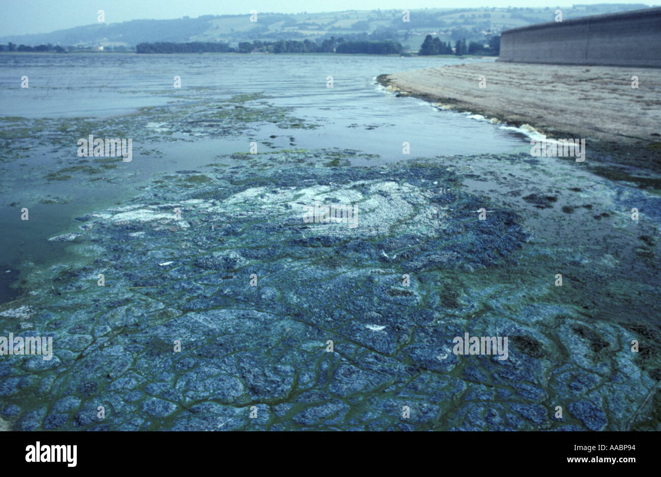 Floraison d'algues bleu-vert sur Blagdon Lake Somerset rendent la baignade dangereuse dans ces conditions toxiques Banque D'Images