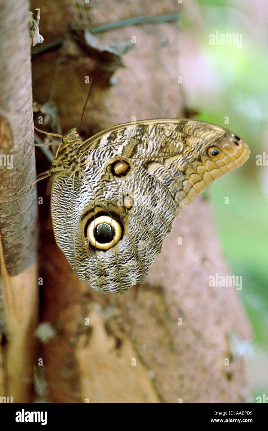 Caligo eurilochus, papillon Hibou Banque D'Images