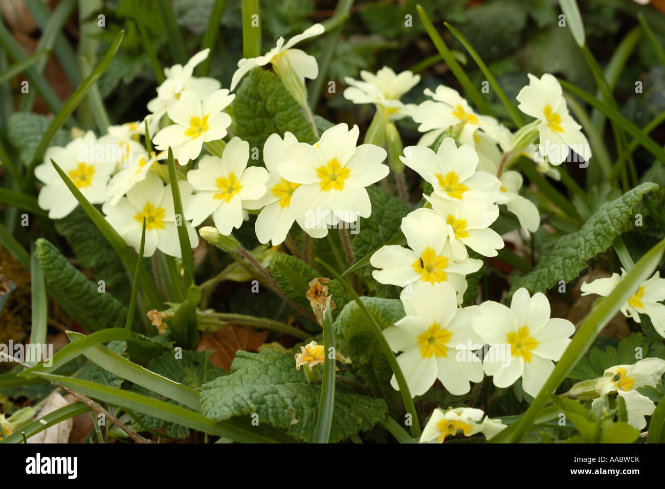 Wild Primrose Primula vulgaris en forêts dans le Somerset en Angleterre Banque D'Images