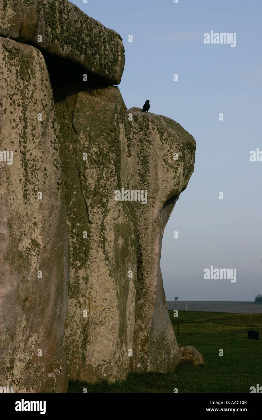 Un corbeau est perché sur un Trilith à Stonehenge dans la plaine de Salisbury en Angleterre Banque D'Images