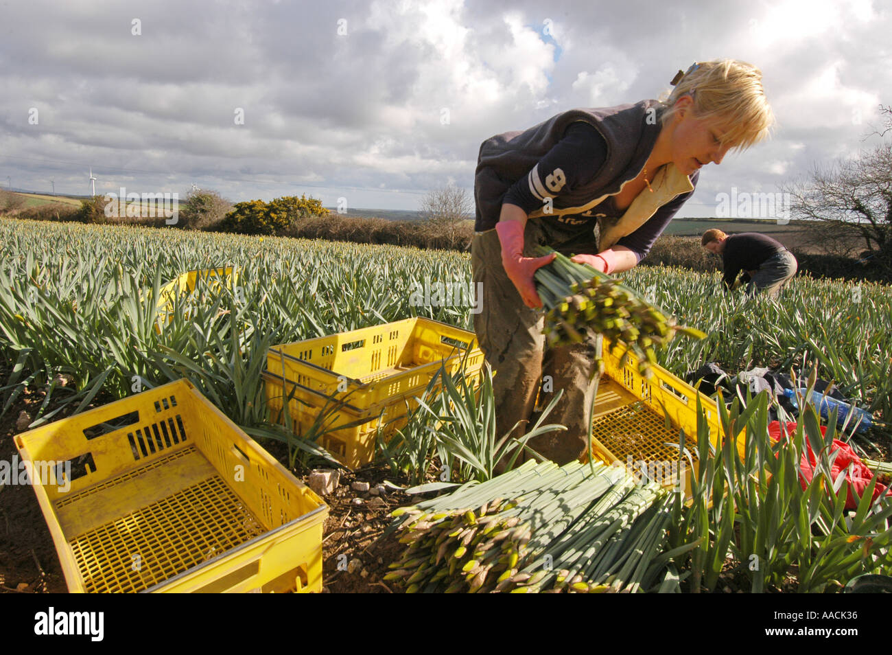 Les travailleurs migrants en provenance de la Pologne, la Lettonie et la Lituanie les travaux sur la cueillette de jonquilles dans les mois d'été à Cornwall, UK. Banque D'Images