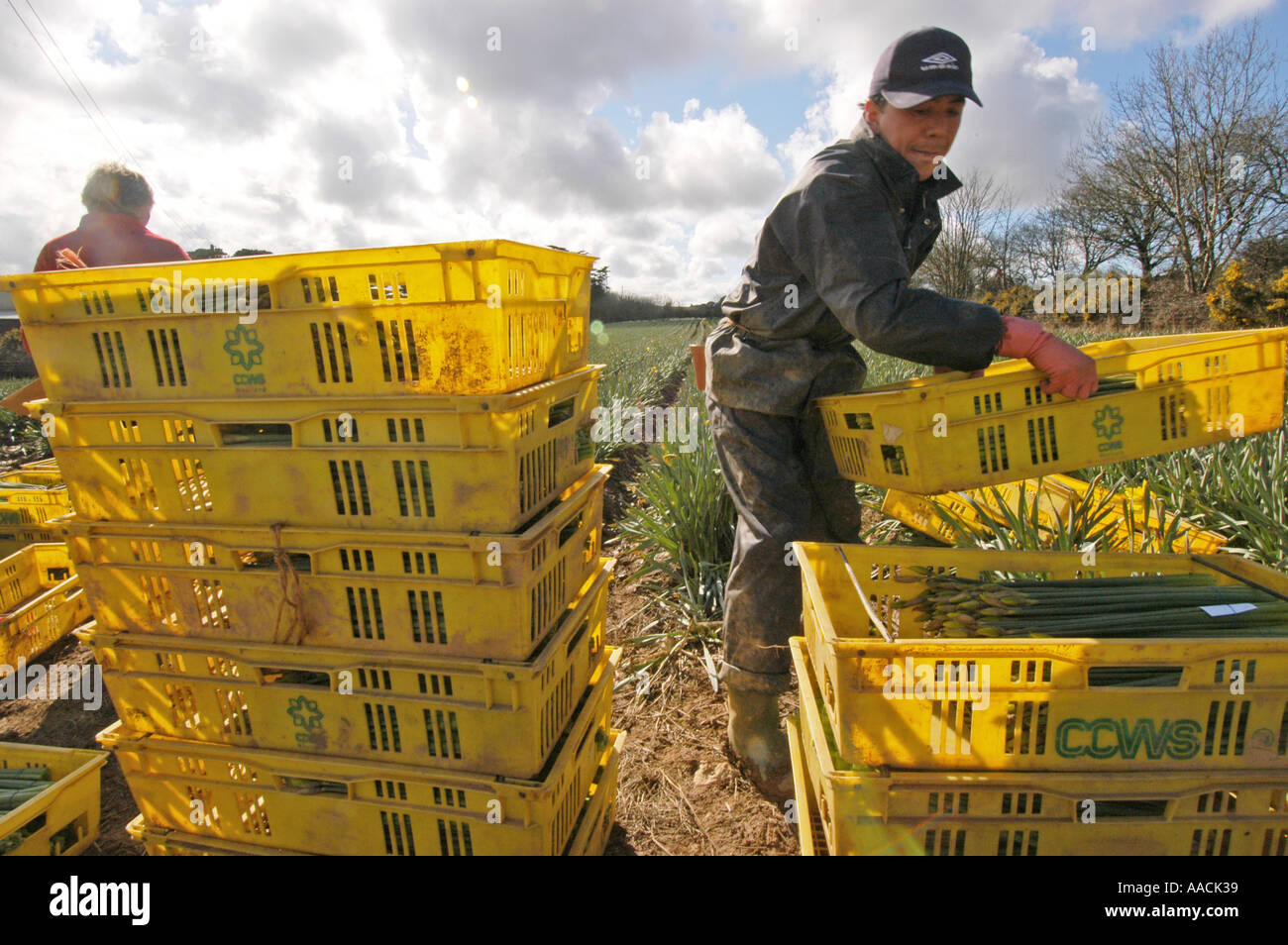 Les travailleurs migrants en provenance de la Pologne, la Lettonie et la Lituanie les travaux sur la cueillette de jonquilles dans les mois d'été à Cornwall, UK. Banque D'Images