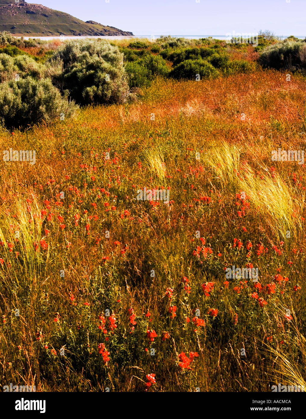 Végétation et fleurs sauvages poussant dans le parc d'État d'Antelope Island près du Grand Lac Salé, Utah, États-Unis. Banque D'Images