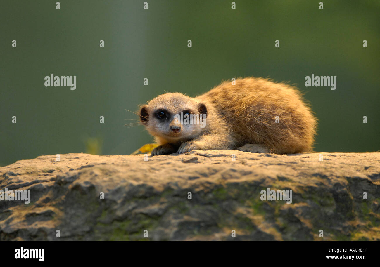 Les jeunes meerkat (Suricata suricatta) Banque D'Images