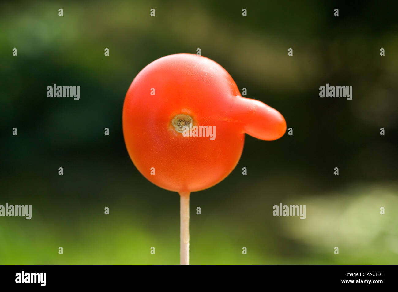 Avoir Images Willy Tomate Tomate Blague Drole Avec Ressemble A Un Nez De le plus cool salutations