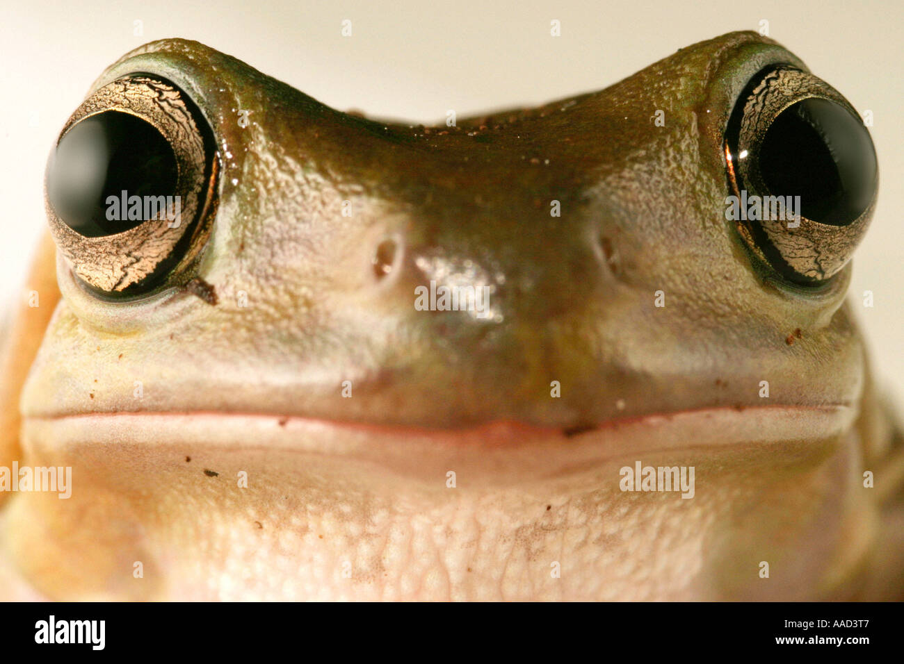 visage de grenouille Banque D'Images