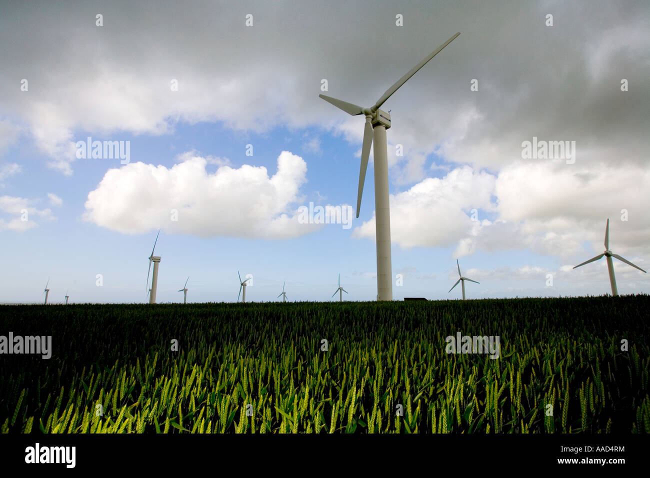 Quatre éoliennes Burrows Truro dans un champ de maïs terres agricoles au cours des coups de vent et pluie Cornwall England UK Grande Bretagne Banque D'Images