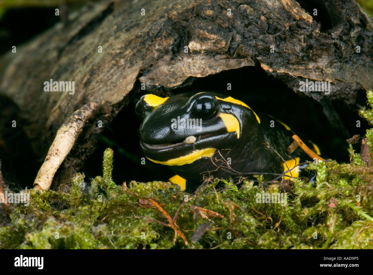 Firesalamander la tête de la salamandre de feu regarde par un trou Salamandra salamandra alpine le vrai en mousse verte bois Banque D'Images