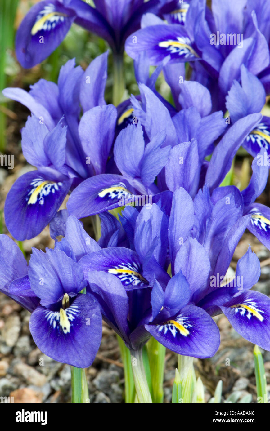 IRIDACEAE Iris reticulata kaukasus N Iran lilie lilly lili lilli Banque D'Images