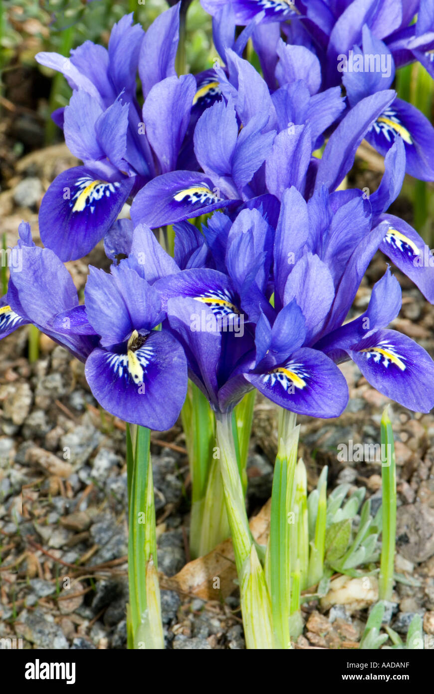 IRIDACEAE Iris reticulata kaukasus N Iran lilie lilly lili lilli Banque D'Images