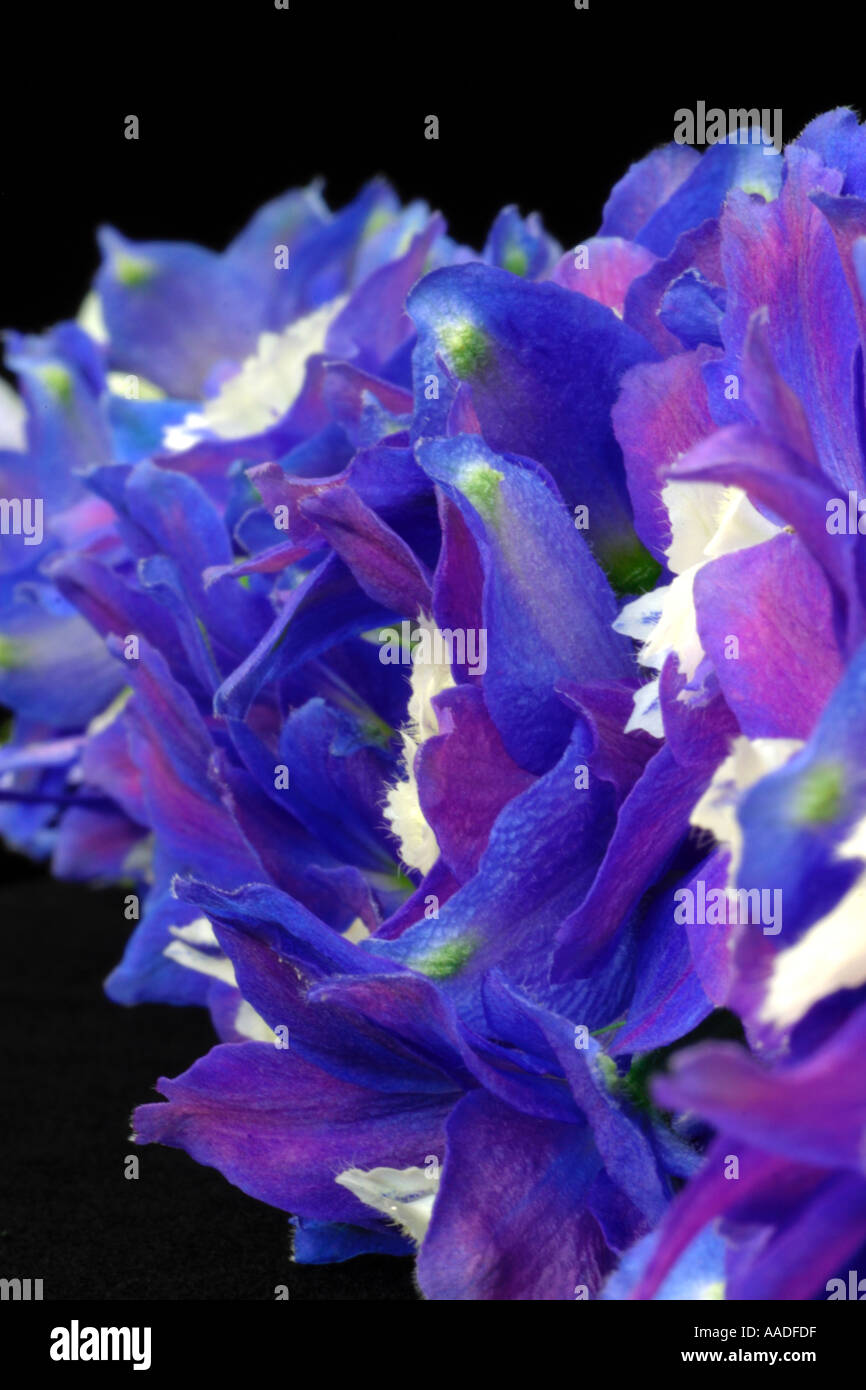 Gros plan d'une tête de Delphinium fleur montrant substitution ,et bleu électrique, les teintes mauve sur les pétales Banque D'Images