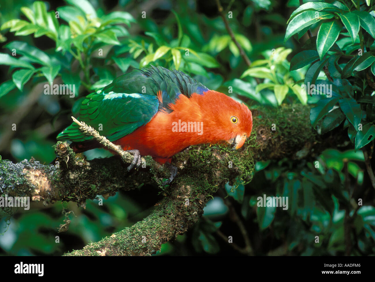 Australian King Parrot Alisterus scapularis homme photographié à Victoria en Australie Banque D'Images